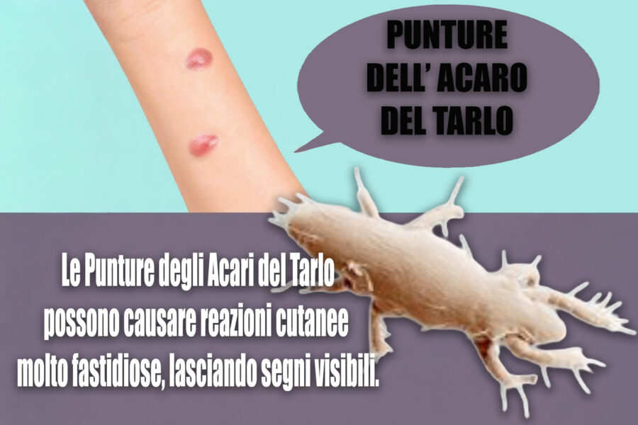 Bite of Wood Mite: Protect Your Home